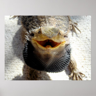 Póster Eastern Bearded Dragon - Pogona barbata