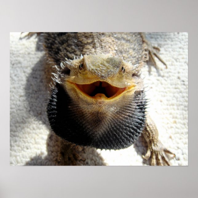 Póster Eastern Bearded Dragon - Pogona barbata (Frente)
