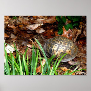 Póster Eastern Box Turtle