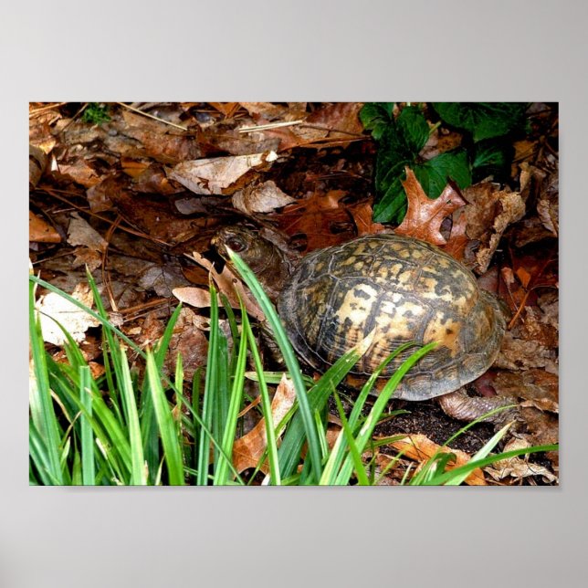 Póster Eastern Box Turtle (Frente)