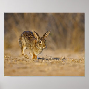 Póster Eastern cottontail rabbit hopping