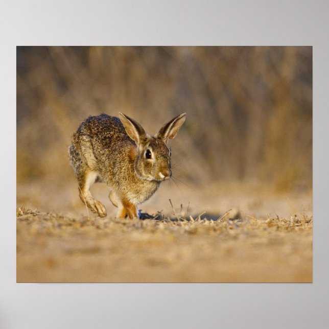 Póster Eastern cottontail rabbit hopping (Frente)