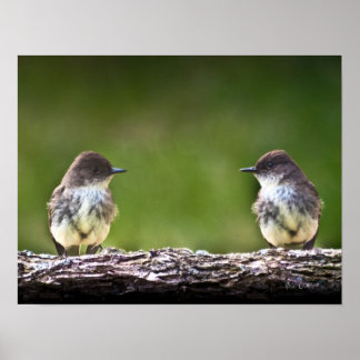Póster Eastern Phoebe Fledglings
