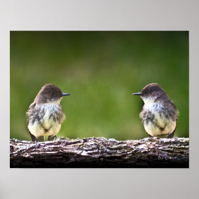 Póster Eastern Phoebe Fledglings (Frente)