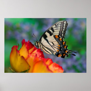 Póster Eastern Tiger Swallowtail en una rosa