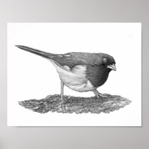 Póster Eastern Towhee