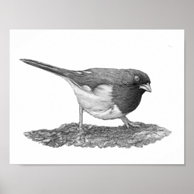 Póster Eastern Towhee (Frente)