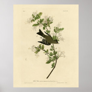 Póster Eastern Wood Pewee from Audubon's Birds of America