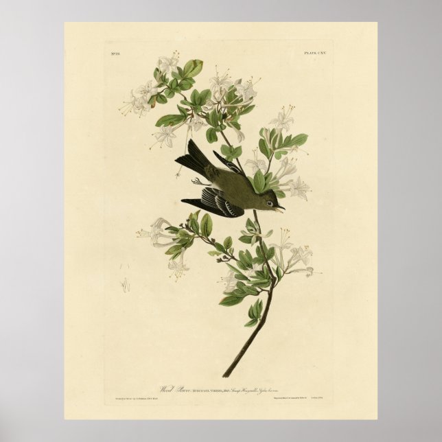 Póster Eastern Wood Pewee from Audubon's Birds of America (Frente)