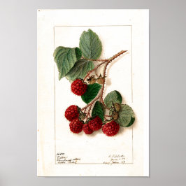 Póster - Eaton Red Raspberries Ellen Schutt 1906