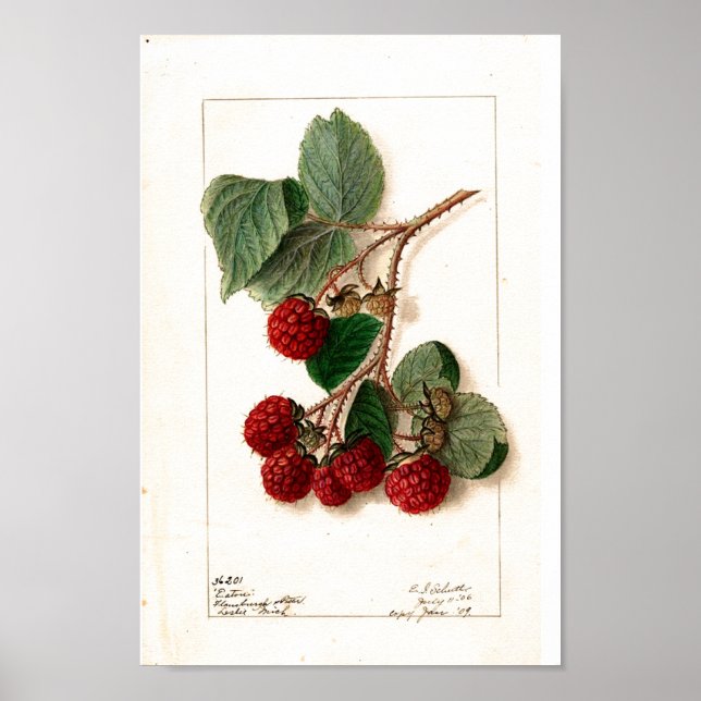 Póster - Eaton Red Raspberries Ellen Schutt 1906 (Frente)