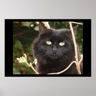Póster Ebony
