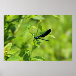 Póster Ebony Jewelwing