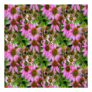 Póster Echanicea Florando...