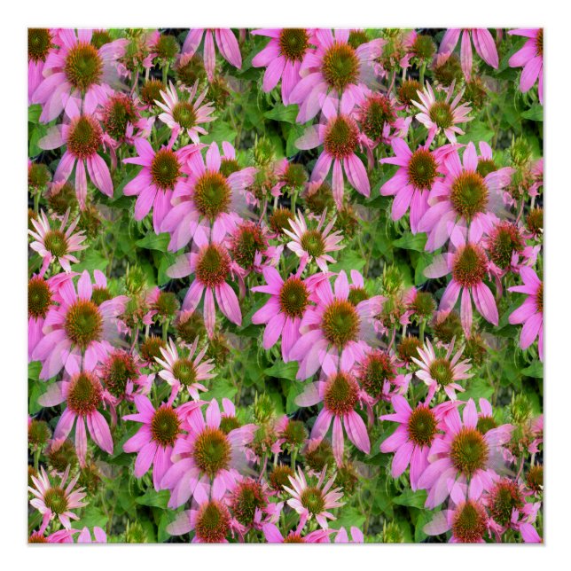 Póster Echanicea Florando... (Anverso)