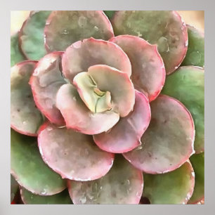 Póster Echeveria Cactus Suculento Pintura Acrílica