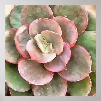 Póster Echeveria Cactus Suculento Pintura Acrílica
