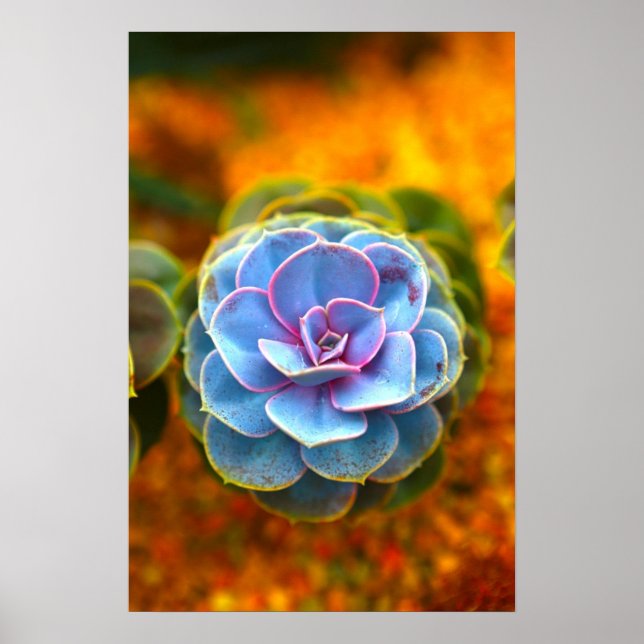 Póster Echeveria de color azul (Frente)
