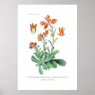 Póster Echeveria retusa