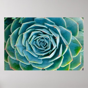 Póster Echeveria Roseta, Jardín Secreto de Marrakech