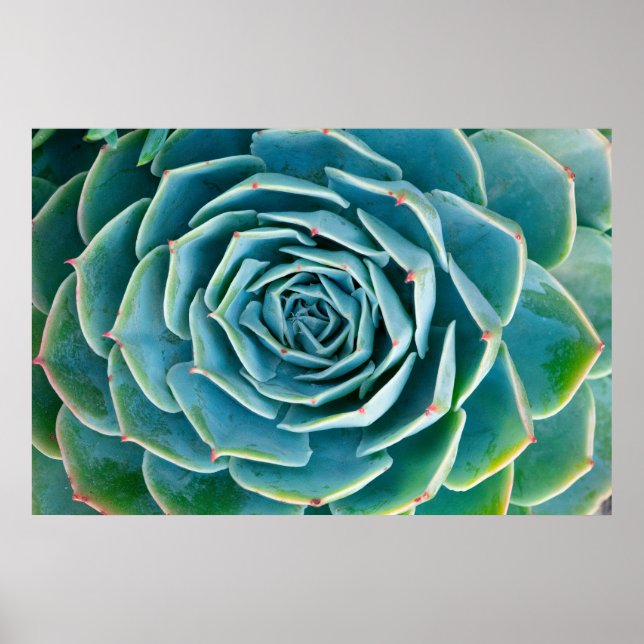 Póster Echeveria Roseta, Jardín Secreto de Marrakech (Frente)