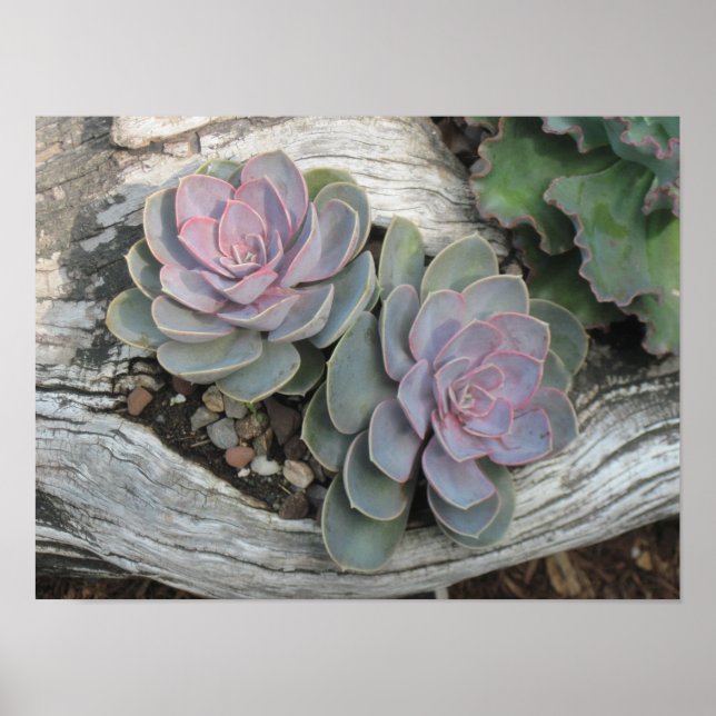 Póster Echeveria Succulent Poster (Frente)