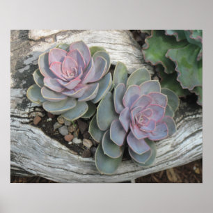 Póster Echeveria Succulent Poster