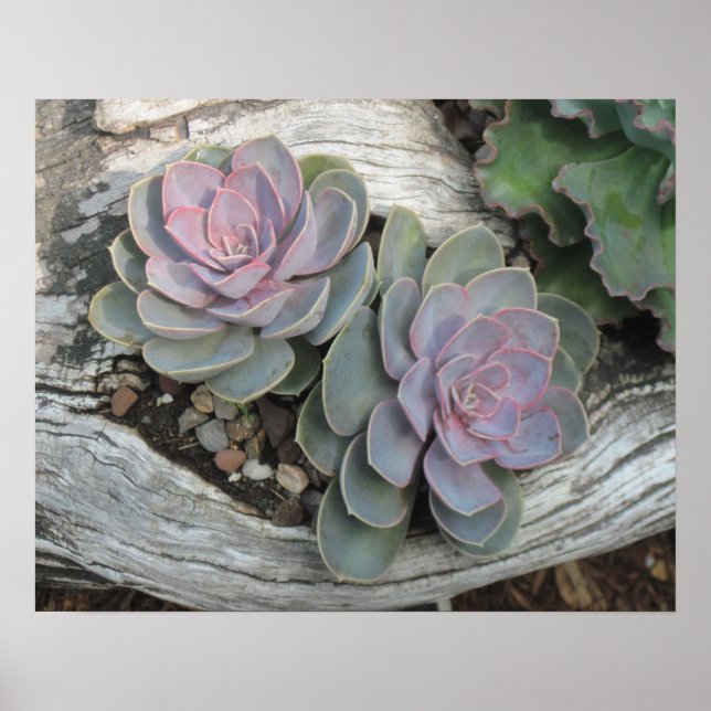 Póster Echeveria Succulent Poster (Frente)