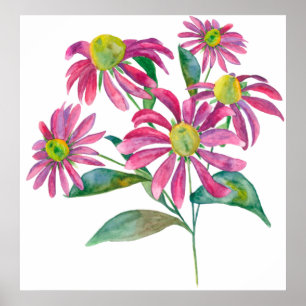Póster Echinacea