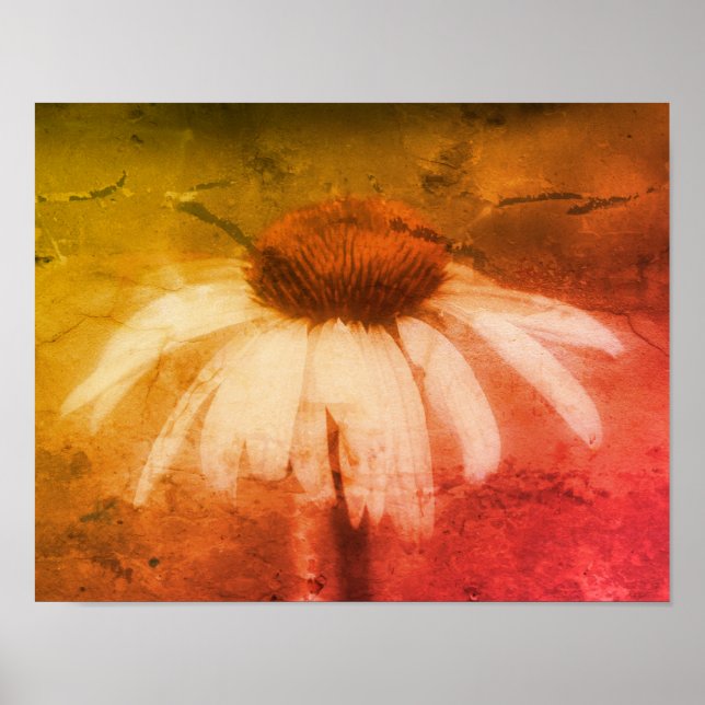 Póster Echinacea Coneflower Daisy Abstract Grunge (Frente)