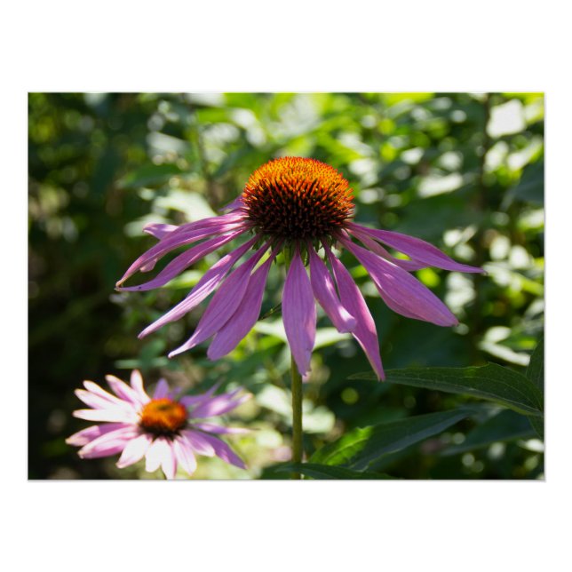 Póster Echinacea en la foto del jardín (Anverso)