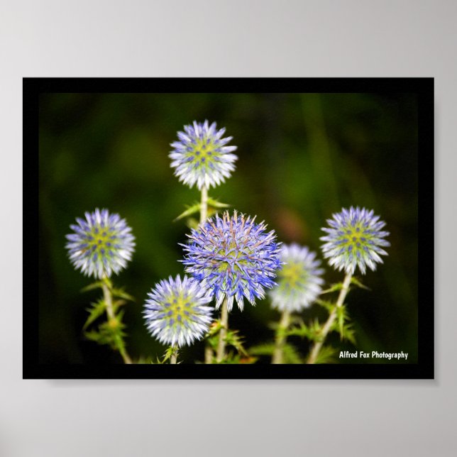 Póster Echinops Sphaerocephalus, Cardo globoso glandular (Frente)