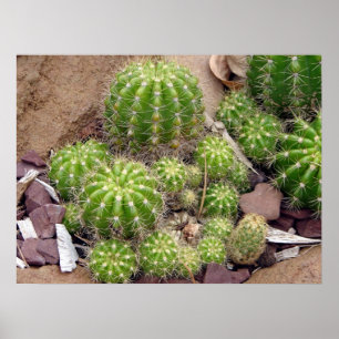 Póster Echinopsis Bruchii Poster