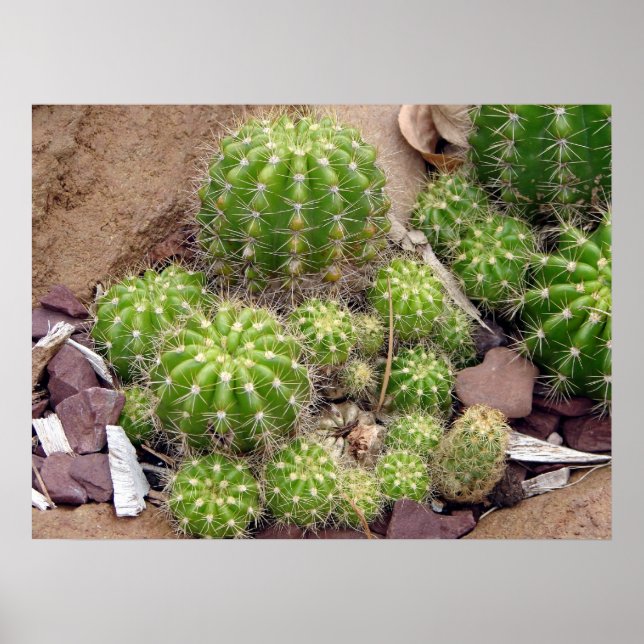Póster Echinopsis Bruchii Poster (Frente)