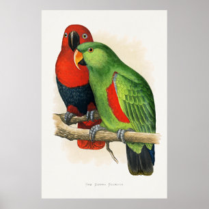 Póster Eclectus de Nueva Guinea, loros,