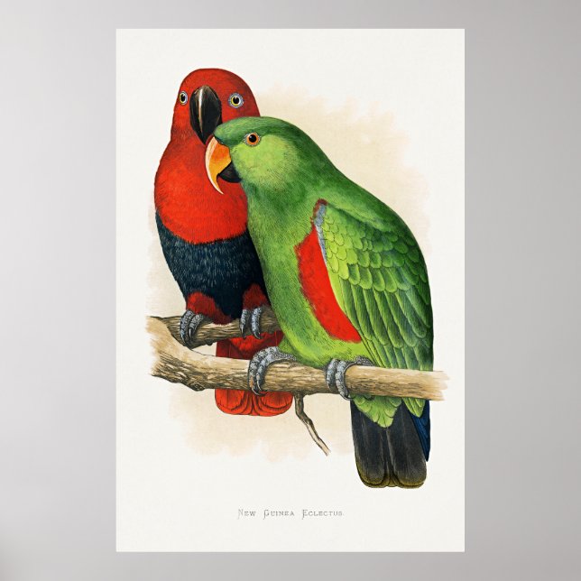 Póster Eclectus de Nueva Guinea, loros, (Frente)