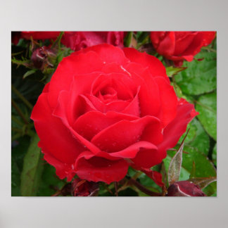 Póster Eclipse King Terrazza Rosa