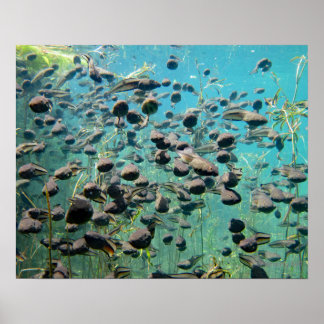 Póster Econfina Creek Tadpoles