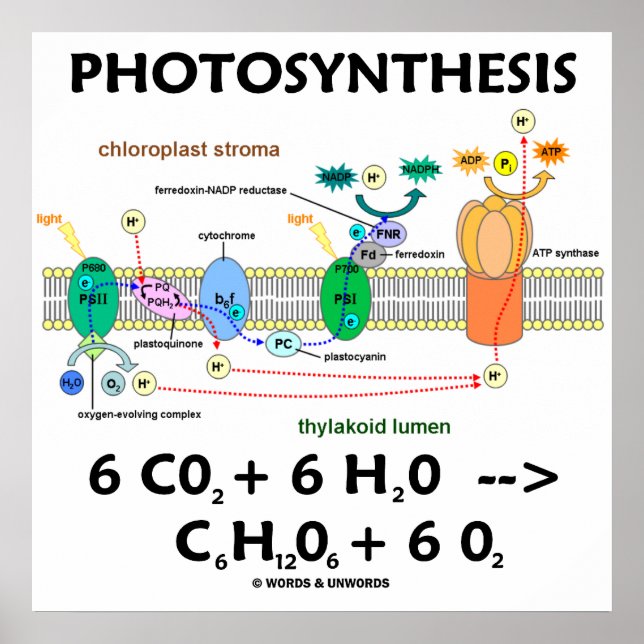 Póster Ecuación química de fotosíntesis (dependiente de l (Frente)