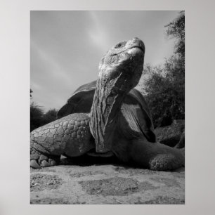 Póster Ecuador, Islas Galápagos Parque Nacional, Santa
