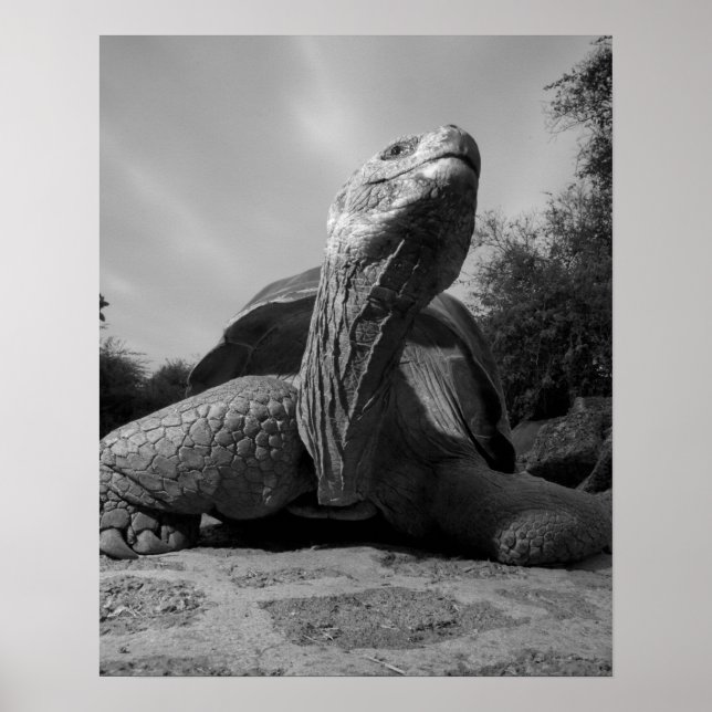 Póster Ecuador, Islas Galápagos Parque Nacional, Santa (Frente)