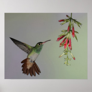 Póster Ecuador, Tandayapa Bird Lodge. De cola rubia