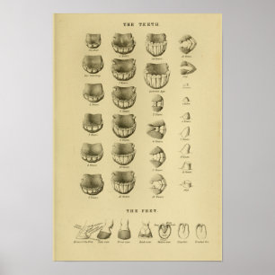 Póster Edad del caballo por el poster dental de la