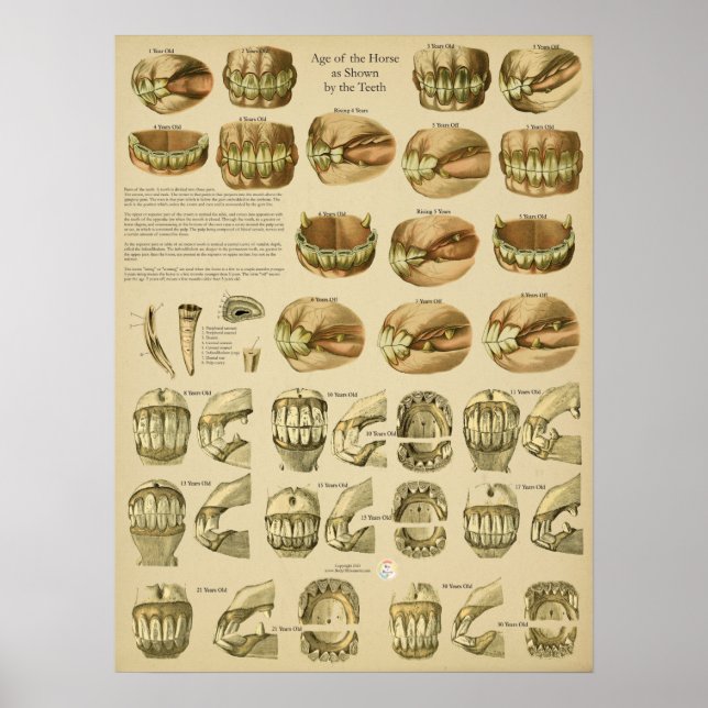 Póster Edad Dental de los Dientes del Caballo (Frente)