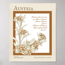 Póster Edelweiss Flower Austria