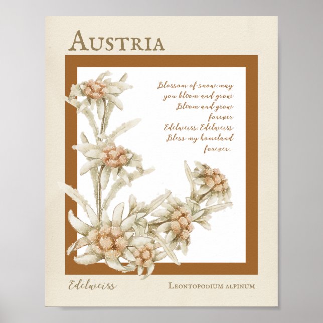 Póster Edelweiss Flower Austria (Frente)
