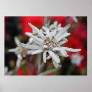 Póster Edelweiss Leontopodium nivale