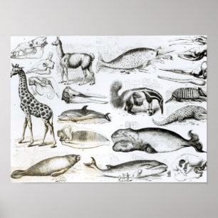 Póster Edentata de los cetáceos