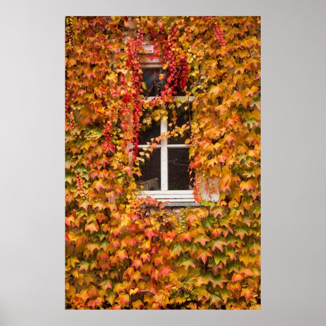 Póster Edificio cubierto de hiedra en otoño (Frente)