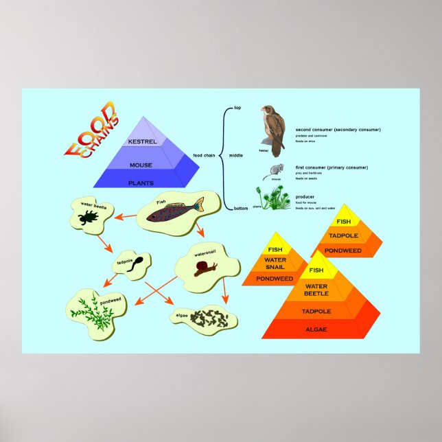 Póster Educación, ciencia, cadenas alimentarias (Frente)